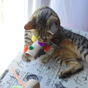 6 Easy Diy Cat Toys
